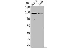 Western Blot analysis of MCF7 L929 cells using CD100 Polyclonal Antibody (SEMA4D/CD100 anticorps  (N-Term))