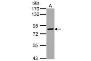 Image no. 1 for anti-Protein Red (IK) (AA 96-557) antibody (ABIN1498844) (Protein Red (IK) (AA 96-557) anticorps)