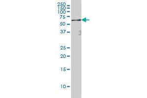 RELA monoclonal antibody (M01), clone 8G3 Western Blot analysis of RELA expression in Hela S3 NE .