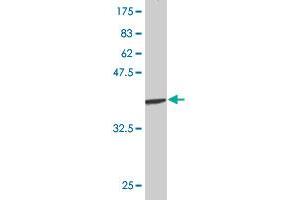 Western Blot detection against Immunogen (36.