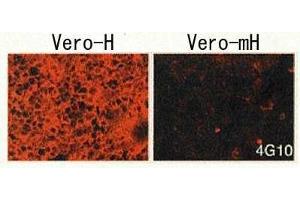 Immunofluorescence (IF) image for anti-Heparin-Binding EGF-Like Growth Factor (HBEGF) (EGF Like Domain) antibody (Biotin) (ABIN2451994) (HBEGF anticorps  (EGF Like Domain) (Biotin))