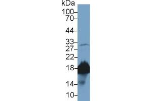 Detection of CYPA in Rat Testis lysate using Polyclonal Antibody to Cyclophilin A (CYPA)