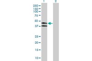 Western Blot analysis of KIR3DL1 expression in transfected 293T cell line by KIR3DL1 MaxPab polyclonal antibody.
