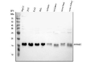 Western blot analysis of TOMM20 using anti-TOMM20 antibody (ABIN7600883). (TOMM20 anticorps  (AA 25-145))