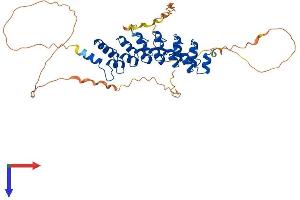 AlphaFold protein structure predicition of Mouse Recombinant Bcl3 Protein, UniprotID Q9Z2F6