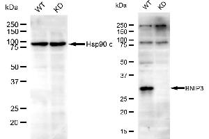 Western blotting analysis using BNIP3 antibody ( (ABIN7797758). (Recombinant BNIP3 anticorps)