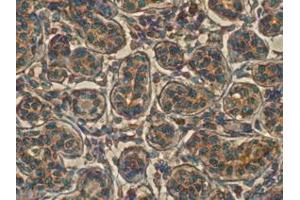 Immunohistochemistry (IHC) image for anti-RAB11B, Member RAS Oncogene Family (RAB11B) (C-Term) antibody (ABIN1440027) (RAB11B anticorps  (C-Term))