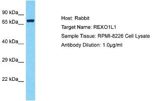 Host: Rabbit Target Name: REXO1L1 Sample Type: RPMI-8226 Whole Cell lysates Antibody Dilution: 1. (REXO1L1 anticorps  (Middle Region))
