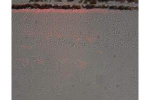 PDS-1 staining bovine retina (the rod outer section) at 1:100