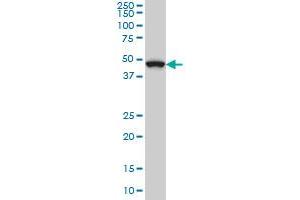 MAP2K7 monoclonal antibody (M02), clone 4D2 Western Blot analysis of MAP2K7 expression in Hela S3 NE . (MAP2K7 anticorps  (AA 1-99))