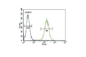 CYP11B2 Antibody (Center) (ABIN655163 and ABIN2844780) flow cytometric analysis of CEM cells (right histogram) compared to a negative control cell (left histogram).