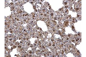 IHC-P Image FACL4 antibody [C3], C-term detects FACL4 protein at cytosol on mouse lymph node by immunohistochemical analysis.