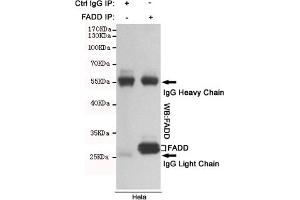 Immunoprecipitation analysis of Hela cell lysates using FADD mouse mAb. (FADD anticorps)