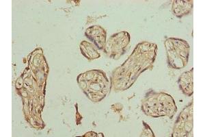 Immunohistochemistry of paraffin-embedded human placenta tissue using ABIN7163440 at dilution of 1:100 (PLCXD1 anticorps  (AA 1-323))