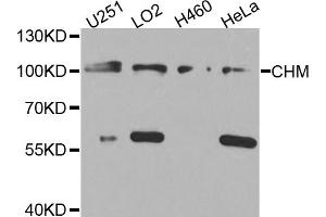 Western blot analysis of extracts of various cell lines, using CHM antibody (ABIN5974558) at 1/1000 dilution. (CHM anticorps)