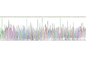 Gene sequencing extract of Mouse Apolipoprotein C3 Protein. (APOC3 Protéine)