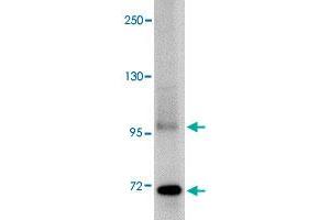 Western blot analysis of TNFAIP3 in SK-N-SH cell lysate with TNFAIP3 polyclonal antibody  at 1 ug/mL . (TNFAIP3 anticorps  (C-Term))