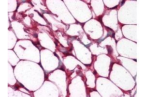 Immunohistochemical analysis of paraffin-embedded human Colon, Adipocytes tissues using anti-ETS1 mouse mAb (ETS1 anticorps)