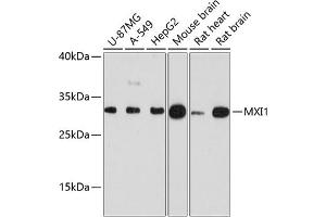 Western blot analysis of extracts of various cell lines, using MXI1 antibody (ABIN6128218, ABIN6144206, ABIN6144208 and ABIN6215672) at 1:3000 dilution. (MXI1 anticorps  (AA 170-295))