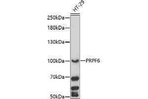 Western blot analysis of extracts of HT-29 cells, using PRPF6 antibody (ABIN7269736) at 1:1000 dilution. (PRP6/ANT-1 anticorps  (AA 592-941))