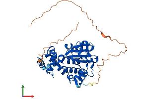 AlphaFold protein structure predicition of Human Recombinant CLVS1 Protein, UniprotID Q8IUQ0