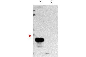 Image no. 1 for anti-Transmembrane BAX Inhibitor Motif Containing 1 (TMBIM1) (N-Term) antibody (ABIN401050) (TMBIM1 anticorps  (N-Term))