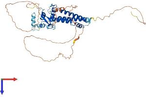 AlphaFold protein structure predicition of Mouse Recombinant Tfap2d Protein, UniprotID Q91ZK0