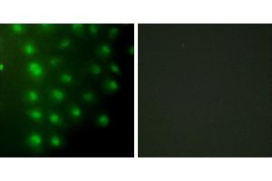 Peptide - +Immunofluorescence analysis of HUVEC cells, using AKAP8 antibody. (AKAP8 anticorps)