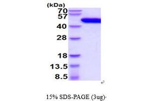 SDS-PAGE (SDS) image for Plasminogen Activator, Urokinase (PLAU) (AA 21-431) protein (His tag) (ABIN7529337)