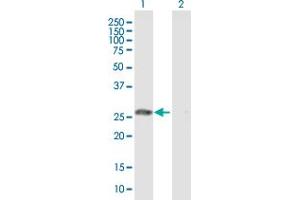 Western Blot analysis of GSTO1 expression in transfected 293T cell line by GSTO1 MaxPab polyclonal antibody. (GSTO1 anticorps  (AA 1-241))
