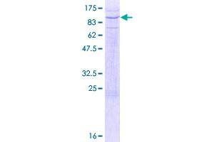 Image no. 1 for Protein tyrosine Phosphatase, Receptor Type, R (PTPRR) (AA 1-657) protein (GST tag) (ABIN1316885)