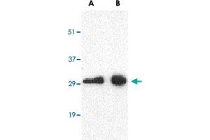 Western blot analysis of CD274 in Raji cell lysate with CD274 polyclonal antibody  at (A) 0. (PD-L1 anticorps  (Internal Region))
