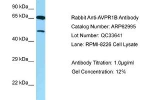 Western Blotting (WB) image for anti-Arginine Vasopressin Receptor 1B (AVPR1B) (C-Term) antibody (ABIN2789328) (AVPR1B anticorps  (C-Term))