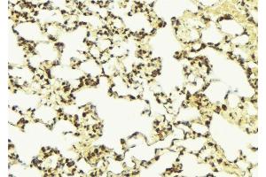 ABIN6277242 at 1/100 staining Mouse lung tissue by IHC-P.