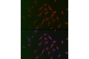 Immunofluorescence analysis of BALB-3T3 cells using TSC2 Rabbit pAb (ABIN6128542, ABIN6149611, ABIN6149612 and ABIN6213862) at dilution of 1:100 (40x lens).