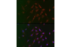 Immunofluorescence analysis of BALB-3T3 cells using TSC2 Rabbit pAb (ABIN6128542, ABIN6149611, ABIN6149612 and ABIN6213862) at dilution of 1:100 (40x lens). (Tuberin anticorps  (AA 900-1150))