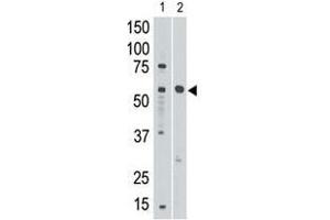 Image no. 1 for anti-Sialic Acid Binding Ig-Like Lectin 8 (SIGLEC8) (C-Term) antibody (ABIN357149) (SIGLEC8 anticorps  (C-Term))