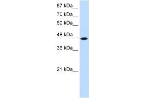 WB Suggested Anti-TRIT1 Antibody Titration:  0.