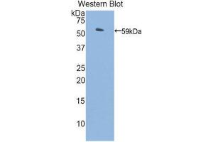 Western Blotting (WB) image for anti-Protein S (PROS) (AA 261-496) antibody (ABIN1860321)