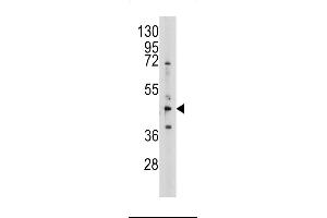 Western blot analysis of anti-AHCY Pab in 293 cell line lysates (35ug/lane)