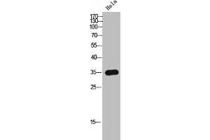 Western Blot analysis of HeLa cells using Olfactory receptor 8I2 Polyclonal Antibody