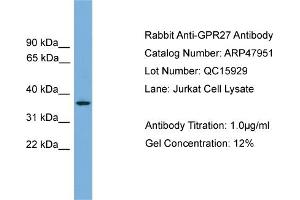 WB Suggested Anti-GPR27  Antibody Titration: 0. (GPR27 anticorps  (N-Term))