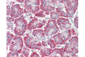 Anti-EDIL3 / DEL1 antibody IHC staining of human pancreas. (EDIL3 anticorps  (AA 71-120))