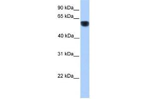 CYP1A1 antibody used at 1 ug/ml to detect target protein. (CYP1A1 anticorps  (Middle Region))
