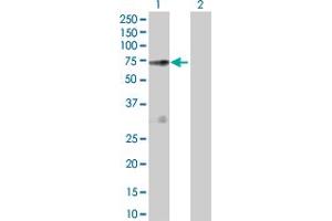 Western Blot analysis of NOS1AP expression in transfected 293T cell line by NOS1AP MaxPab polyclonal antibody.