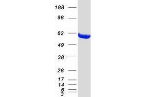 Validation with Western Blot