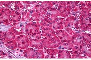 Anti-UBE2I antibody IHC staining of human pancreas. (UBE2I anticorps  (AA 2-14))