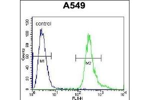 LRRC6 Antibody (Center) (ABIN655700 and ABIN2845153) flow cytometric analysis of A549 cells (right histogram) compared to a negative control cell (left histogram). (LRRC6 anticorps  (AA 179-207))