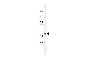 Western blot analysis in HL-60 cell line lysates (35ug/lane). (PLA2G2D anticorps  (C-Term))