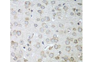 Immunohistochemistry of paraffin-embedded Mouse brain using CDH11 Polyclonal Antibody at dilution of 1:100 (40x lens). (OB Cadherin anticorps)